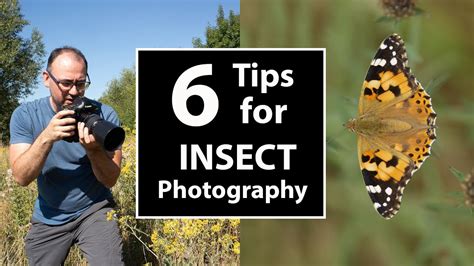 How To Photograph Insects