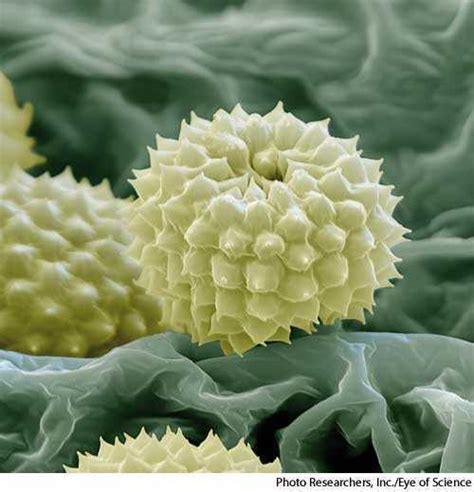 Pollen dictionary definition | pollen defined