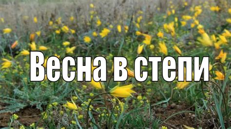 Степь весной - YouTube