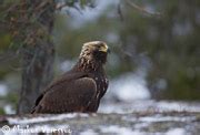 Aquila Chrysaetos In Olden Eagle En Us Fi Maakotka De