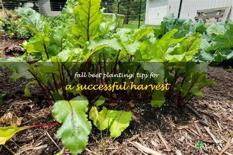 Fall Beet Planting Tips For A Successful Harvest ShunCy