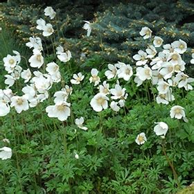 Snowdrop Anemone - Lurvey Landscape Supply
