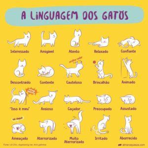 Qual O Significado Do Gato - Linguagem corporal dos gatos: entenda todos os sinais!