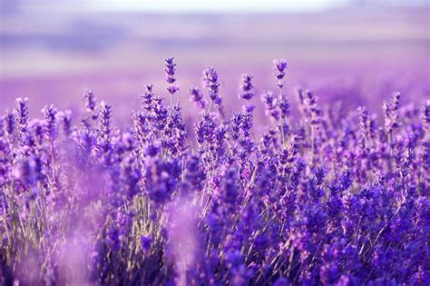 Lavender Picture – WeNeedFun