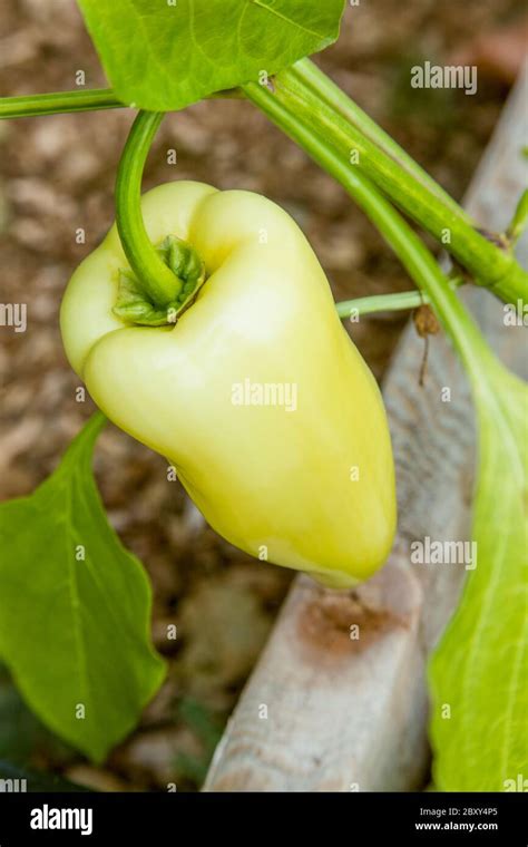 Gypsy Hybrid Sweet Pepper Plant With An Unripe Pepper Growing In A