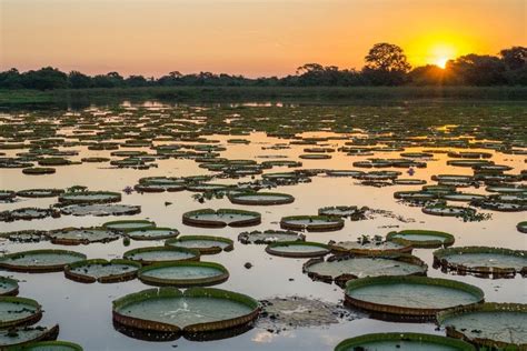 A Guide To Visiting Brazil's Pantanal | Rough Guides