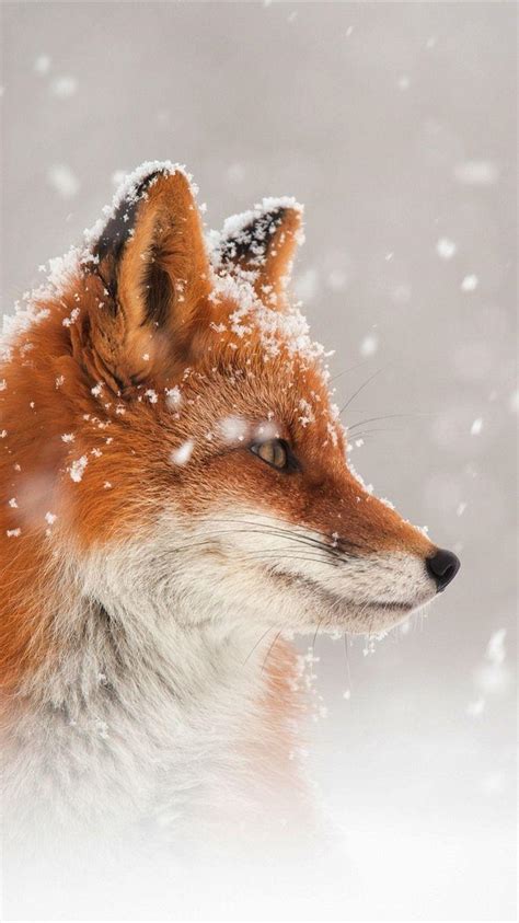 Christmas Fox Wallpapers - Top Free Christmas Fox Backgrounds ...