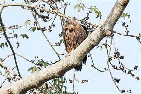 Kostenlose foto Vogel Augen Rechnung Farbe Körper Himmel Zweig