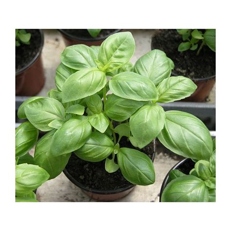 Sweet Basil Herb Seeds