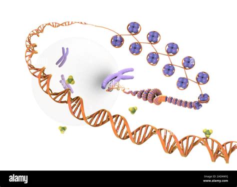 El ADN celular y Epigenética Ilustración de los envases de ácido