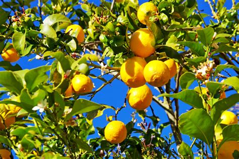 Pourquoi Mon Citronnier Ne Produit Il Pas De Citrons Explications Et