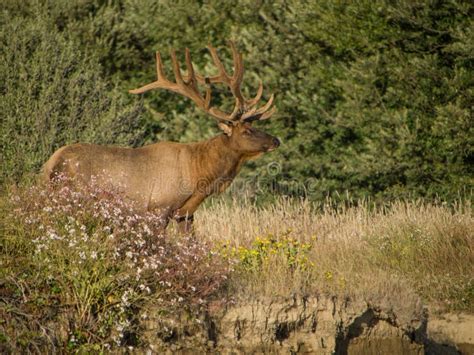 Roosevelt Bull Elk with Antlers Stock Image - Image of outdoor, deer ...