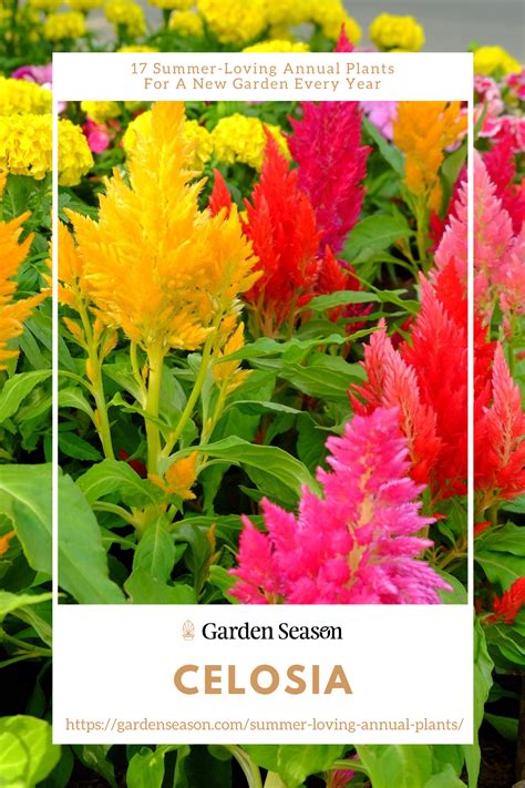 Celosia 17 Summer Loving Annual Plants For A New Garden Every Year