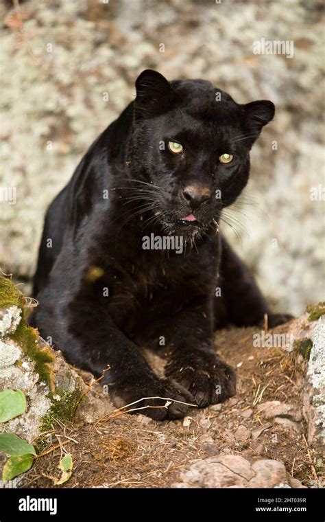 Black panther (Panthera pardus fusca), a melanistic form of the Indian leopard. Melanism in ...