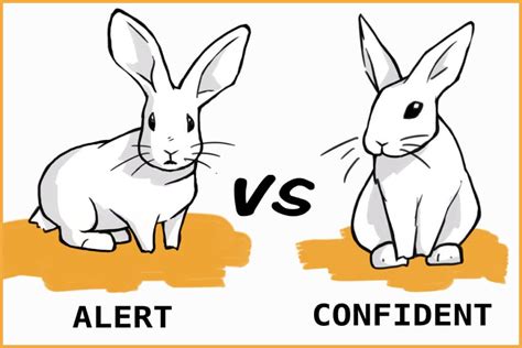 All About Rabbit Ear Positions And What They Mean