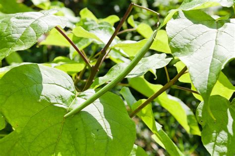 Hoe Een Catalpa Snoeien Infobron Nl