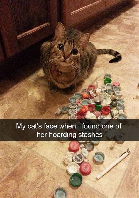 Funny Cats of Instagram | Cat memes, Funny animals, Funny cat pictures