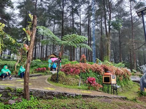 Hutan Pinus Limpakuwus Hutan Pinus Indah Dengan Wahana Outbound Yang