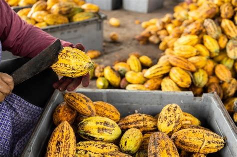 Premium Photo Cocoa Beans And Cocoa Pod On A Wooden Surface