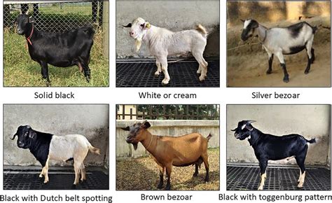 Different Coat Colors Of Black Bengal Goat Download Scientific Diagram