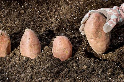 How To Grow Sweet Potato Slips Like A Pro