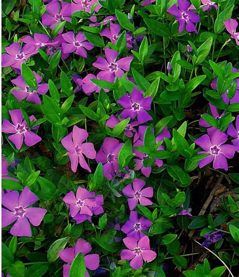 Buy Vinca Minor Atropurpurea Online At Gardencentre Koeman