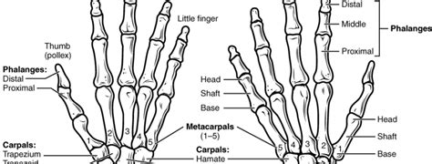 wrist anatomy arthurcare