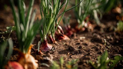 23 Popular Root Veggies, Explained