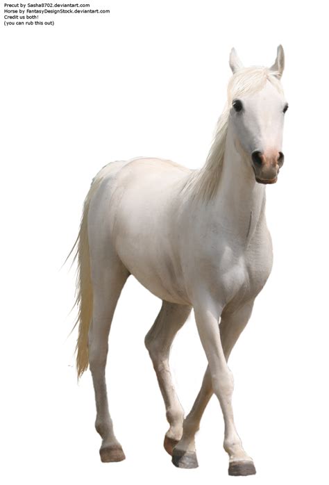 Horse Png 7 Png All