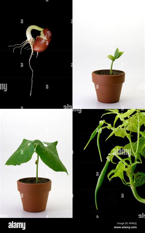 Pinto Bean Plant Life Cycle