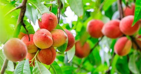 Growing Peaches From Seed – Lumby Valley Times