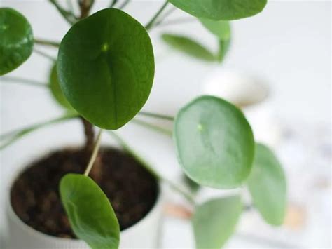 When To Repot A Chinese Money Plant And When To Leave It The Urban