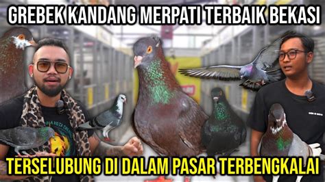 Grebek Kandang Merpati Terbaik Bekasi Terselubung Di Dalam Pasar