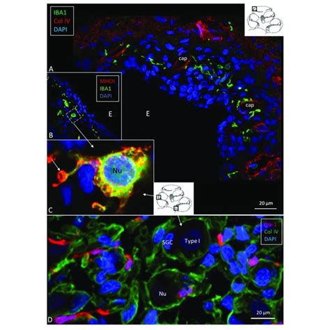 Illustration Of Nervemacrophage Interaction In The Human Cochlea