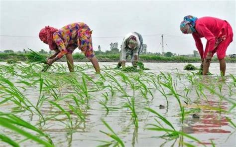 Haryana Pushes For Sustainable Farming Supply Chain Council Of