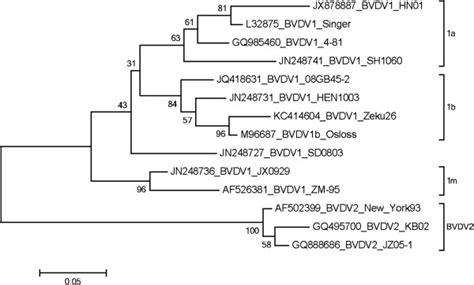 Phylogenetic Tree Analysis Based The 5UTR The Tree Was Created Using