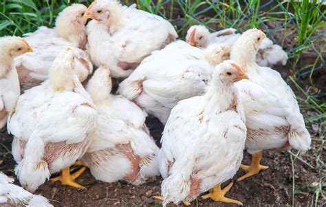 Getting Started With Broiler Chicken Production In South Africa