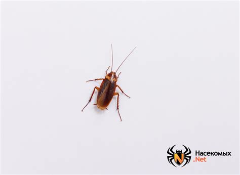 Фото тараканов