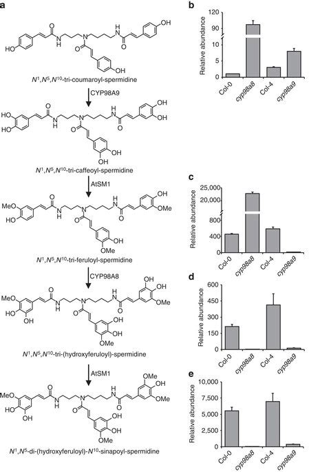 Functional Specialization Of Cyp A And Cyp A In Vivo A The