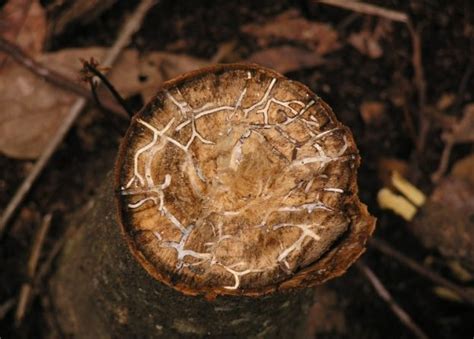 Sweet chestnut treatments, common diseases and pests of this fruit tree ...