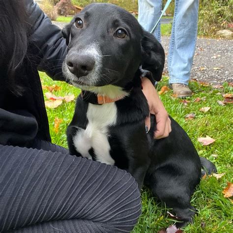 15 Gorgeous Border Collie Mixes That Will Brighten Your Day - Exploring ...