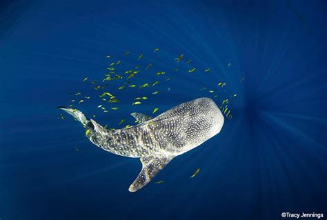 Seven Gulf Animals Worth Protecting - Ocean Conservancy | Whale, Shark ...