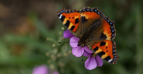 7 Early Blooming Flowers To Plant For Bees Goodnet
