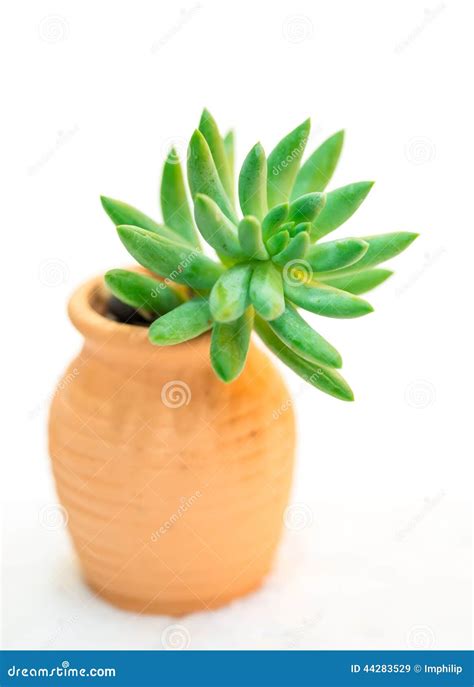 Isolated succulent plant