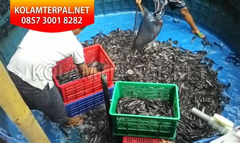 Budidaya Ikan Lele Pakai Terpal Infoakuakultur