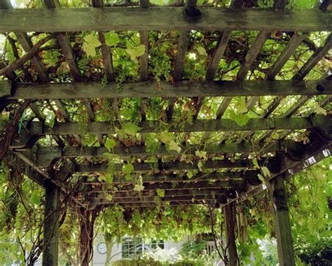 17 Best Climbing Plants For Pergolas And Trellises