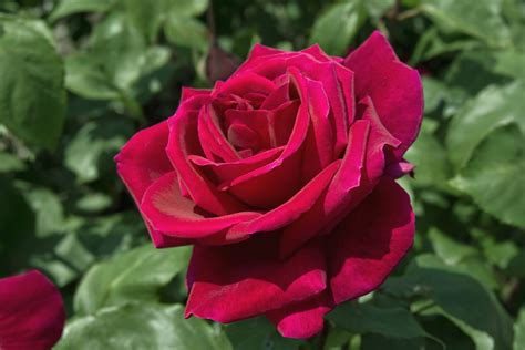 How To Grow Hybrid Tea Roses And Old Fashioned Tea Roses HGTV Atelier