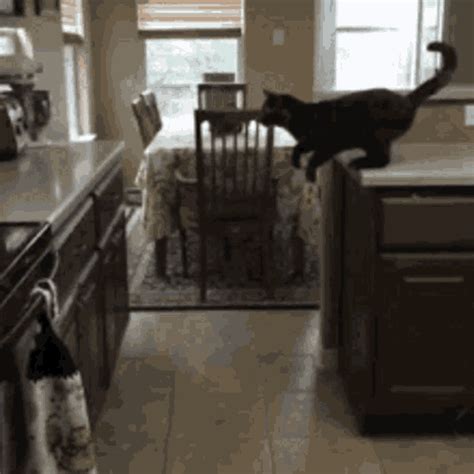 Cat Fail 