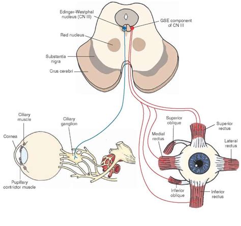 Anatomy Of Oculomotor Nerve Cn Iii And Eye Muscles