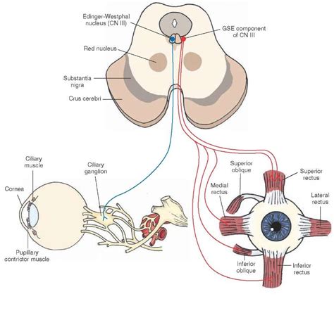 Origin And Distribution Of The Oculomotor Nerve Cranial Nerve Cn Iii